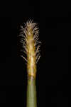 Jointed spikesedge